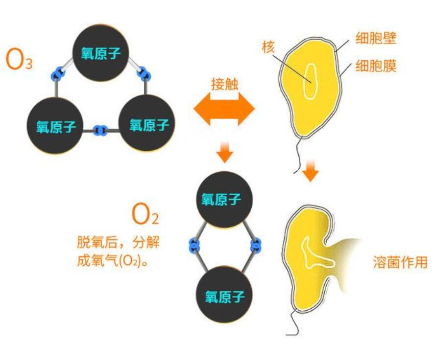 臭氧发生器的灭菌原理