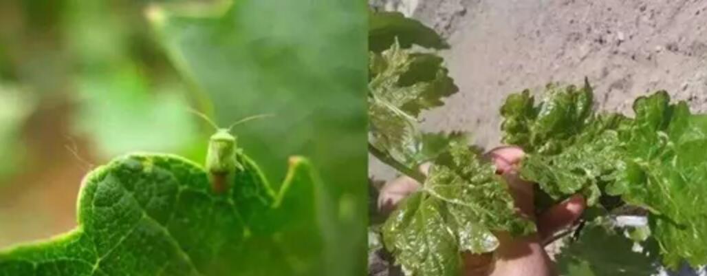 臭氧发生器对温室害虫的作用